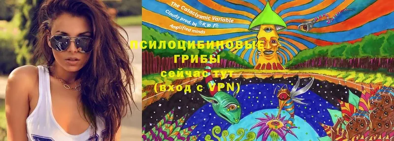 Псилоцибиновые грибы Psilocybe  Бугульма 